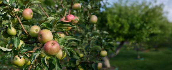 Ripe apples on tree branches in a lush orchard