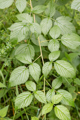 Rubus idaeus (red raspberry ) leaves detail