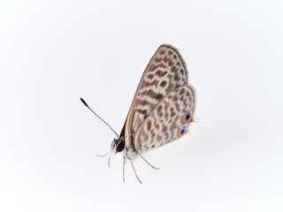 Lang's Short-tailed Blue. Leptotes pirithous