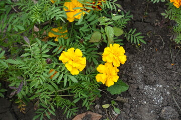 Couple of yellow flowers of Tagetes patula in October
