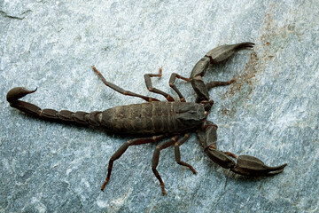 Chaerilus is a genus of scorpions in the family Chaerilidae. They live in tropical parts of South Asia and Southeast Asia. Photographed in Dharamshala Himachal Pradesh.