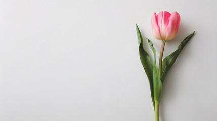 Fototapeta premium Single pink tulip flower on white background