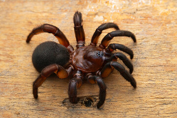 Idiops bombayensis, Bombay Trapdoor Spider. Trapdoor spiders construct burrows with a cork-like trapdoor made of soil, vegetation, and silk. Photographed in Mumbai.