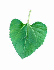 isolated sunflower leaves on white background. The leaves are single. Large oval shape, pointed leaf tips, saw toothed edges. There are hairs on the leaves.