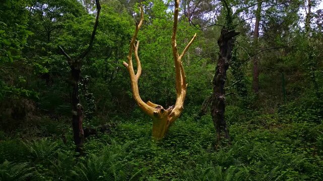 Arbre d'Or or Golden Tree in Val sans retour, Broceliande forest in Brittany, France. Aerial drone backward at low altitude