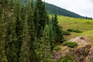 pine forest in the mountains