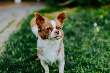 Little dog, Chihuahua, playing happily in the grass. Small and cute animals.