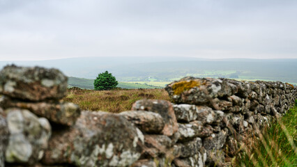 tree on Dartmoor
