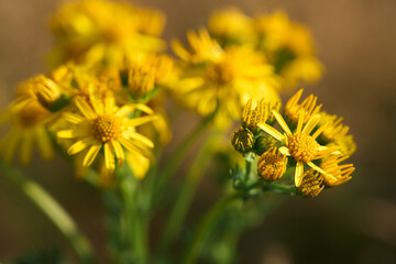 yellow flower in summer