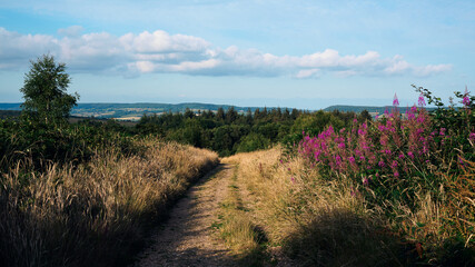 lavender field in region