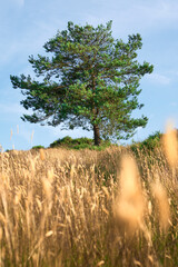 tree in the field