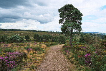 lavender field in region
