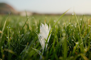 feather amongst the dew