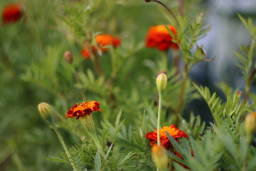 flowers in the field