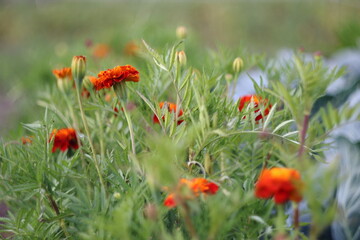 field of poppies