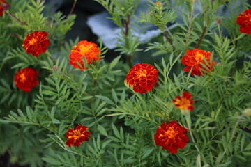 red poppies in the garden