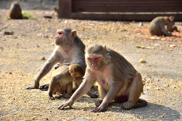 Naklejka premium Monkey and baby monkey eating 