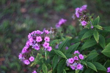 Fototapeta premium flowers in the garden