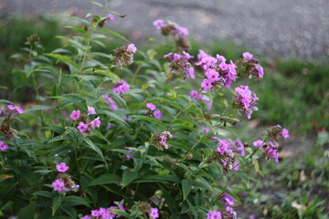 flowers in the garden