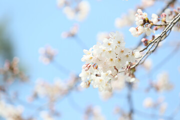 spring blossom