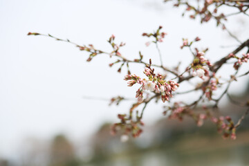 blossom in spring