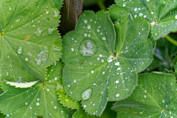 Close-up high angle view of green leaves of Alchemilla mollis (Buser) Rothm. plant with rain drops at garden of Swiss City of Zürich on a summer day. Photo taken August 7th, 2024, Zurich, Switzerland.