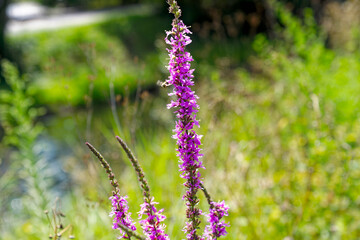Close-up of pink blossoms of Lythrum virgatum L. plant at embankment of Glatt River at Swiss City of Zürich on a summer day. Photo taken August 7th, 2024, Zurich, Switzerland.