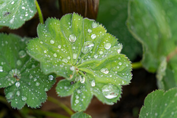 Close-up high angle view of green leaves of Alchemilla mollis (Buser) Rothm. plant with rain drops at garden of Swiss City of Zürich on a summer day. Photo taken August 7th, 2024, Zurich, Switzerland.