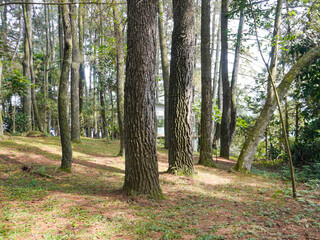 Pine trees during a sunny day. Pine tree sap can be processed into paint thinner. Meanwhile, the...