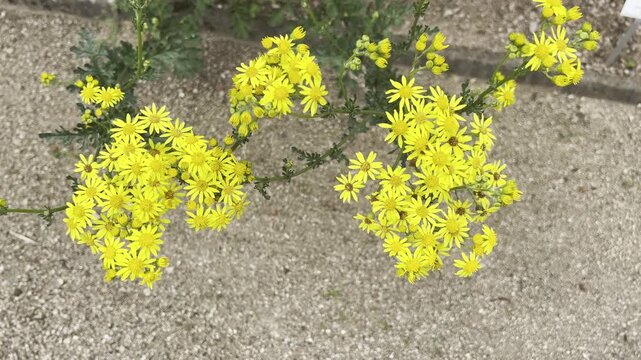 Jacobs ragwort, Senecio jacobeae