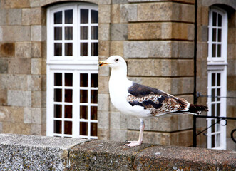 France. Brittany. Saint-Malo. Seagull with Breton houses in the background.