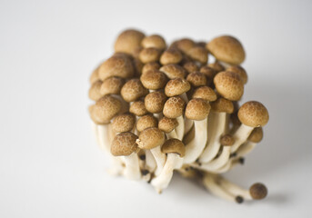 mushrooms on a white background