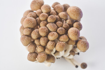 mushrooms on a white background