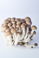 mushrooms on a white background
