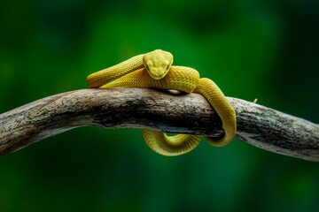 Trimeresurus Insularis Yellow