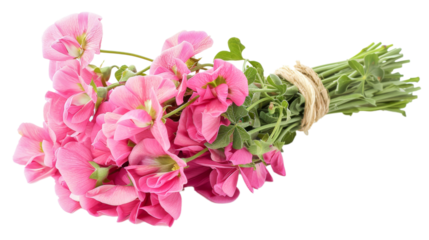 Bouquet of freshly cut sweet peas flowers tied with twine lying on a white background