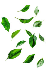 Green leaves flying on the air isolate on transparent background