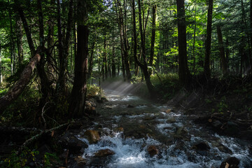 Obraz premium 森の中の川に差し込む美しい朝の光 上高地