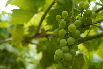Ripening green bunches of grapes. The vineyard.