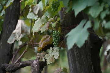 Ripening green bunches of grapes. The vineyard.