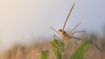 Eurasian tree sparrow in the corn field at sunset