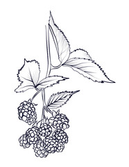 black and white hand-drawn drawing of blackberry berries with leaves on a branch vector