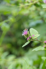 The Picos de Europa Peaks of Europe are a mountain range extending for about 20 km (12 mi), forming part of the Cantabrian Mountains in northern Spain
