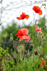 The Picos de Europa Peaks of Europe are a mountain range extending for about 20 km (12 mi), forming part of the Cantabrian Mountains in northern Spain