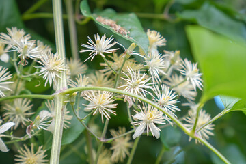 The Picos de Europa Peaks of Europe are a mountain range extending for about 20 km (12 mi), forming part of the Cantabrian Mountains in northern Spain