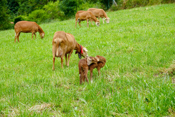 The Picos de Europa Peaks of Europe are a mountain range extending for about 20 km (12 mi), forming part of the Cantabrian Mountains in northern Spain