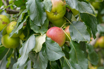 Ripe apples on tree Cantabrian Mountains in northern Spain