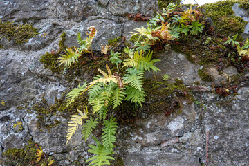 The Picos de Europa Peaks of Europe are a mountain range extending for about 20 km (12 mi), forming part of the Cantabrian Mountains in northern Spain
