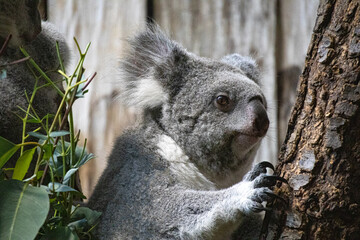 Koala