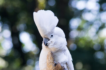 White Crested Cockatoo